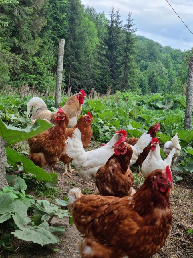 Farmstead Green Haven Mojkovac Zewnętrze zdjęcie