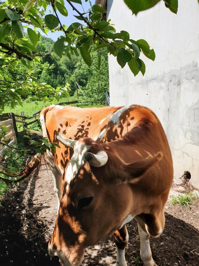 Farmstead Green Haven Mojkovac Zewnętrze zdjęcie