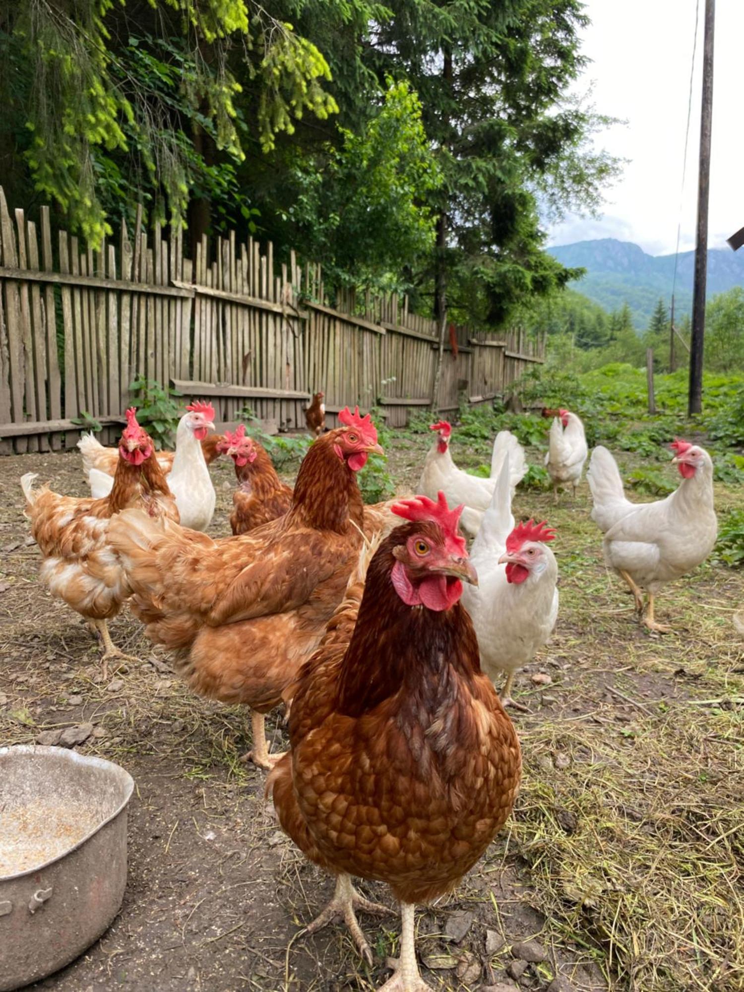 Farmstead Green Haven Mojkovac Zewnętrze zdjęcie