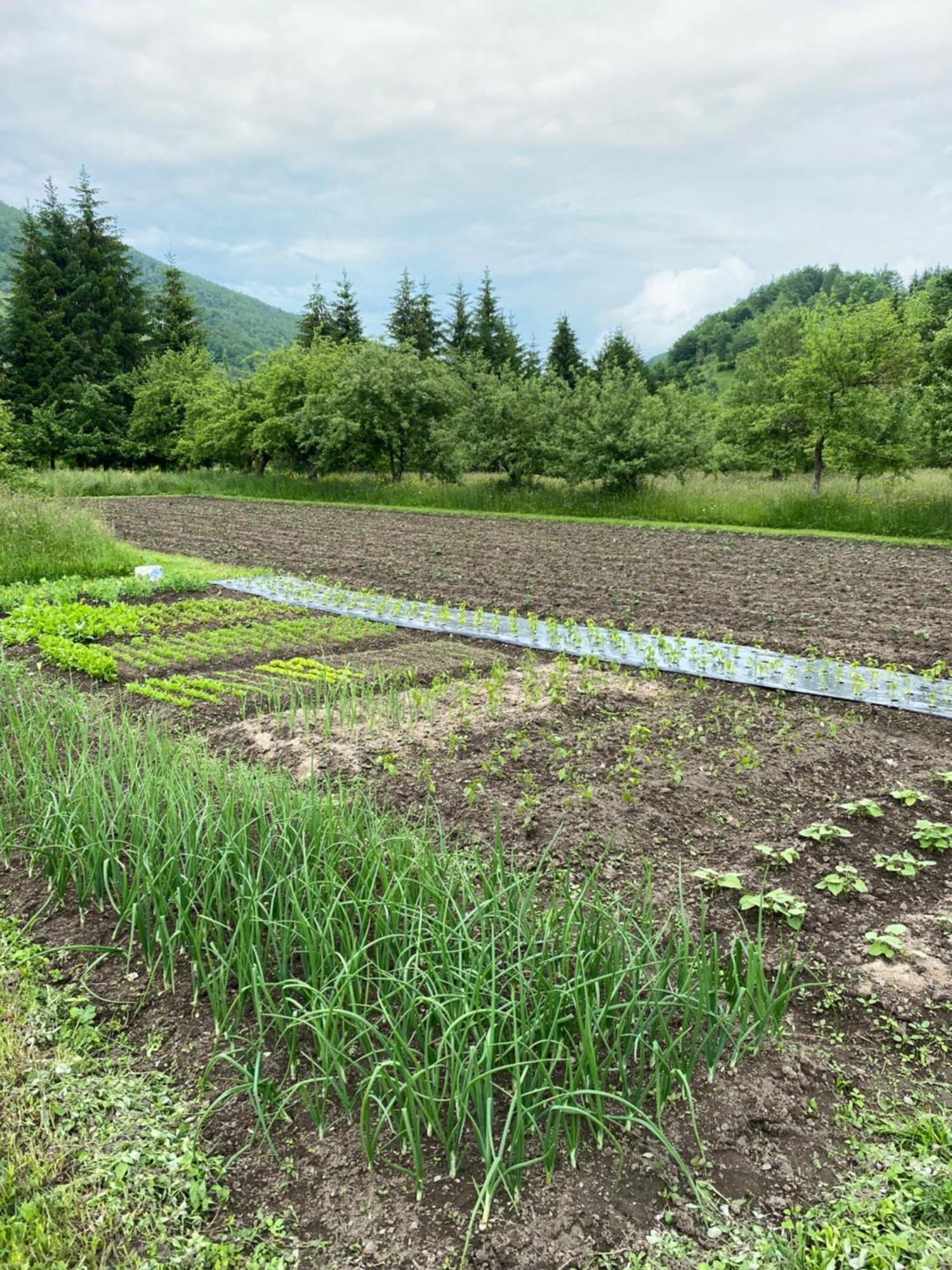 Farmstead Green Haven Mojkovac Zewnętrze zdjęcie
