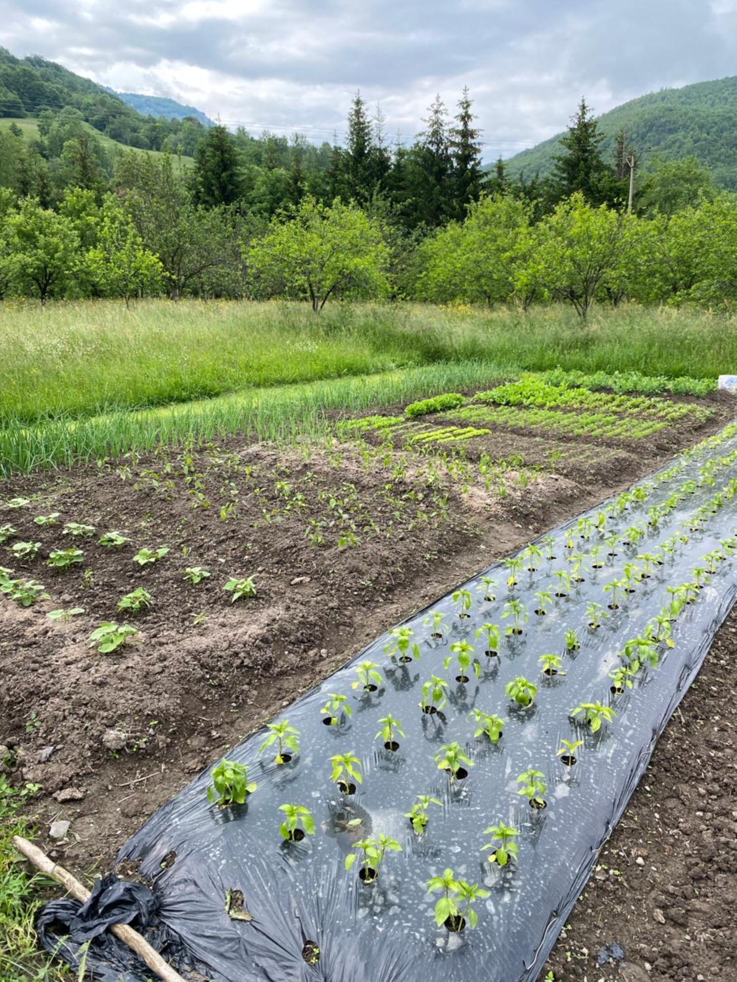 Farmstead Green Haven Mojkovac Zewnętrze zdjęcie